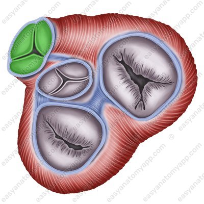 Pulmonary valve (valva trunci pulmonalis)